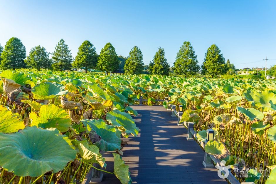 이천_성호호수연꽃단지 (5)