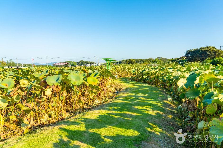 이천_성호호수연꽃단지 (1)