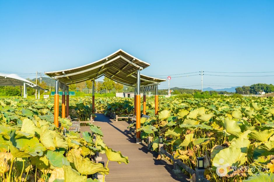 이천_성호호수연꽃단지 (2)