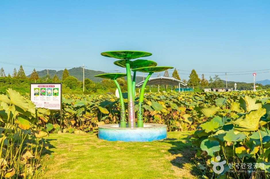 이천_성호호수연꽃단지 (3)