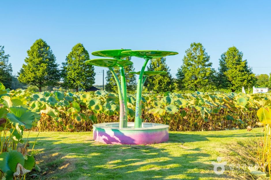 성호호수연꽃단지