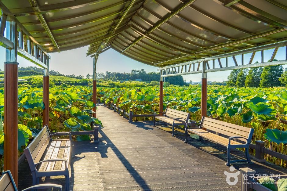 이천_성호호수연꽃단지 (8)