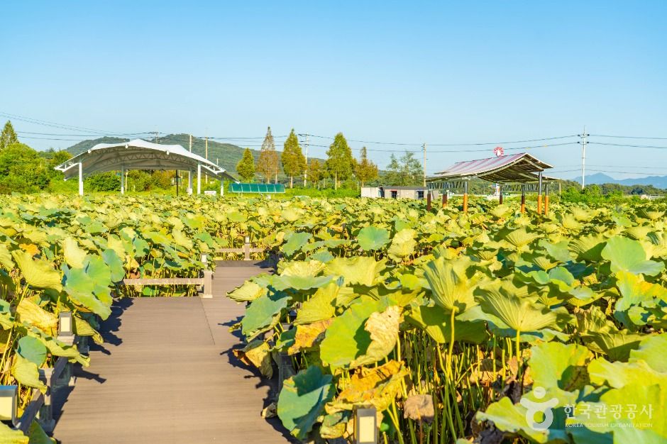 이천_성호호수연꽃단지 (9)