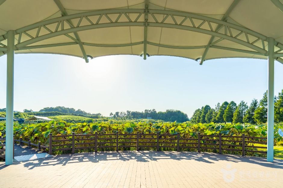 이천_성호호수연꽃단지 (10)