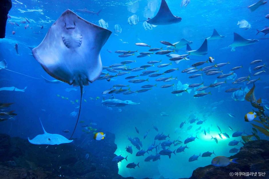 아쿠아플라넷 일산 (2)