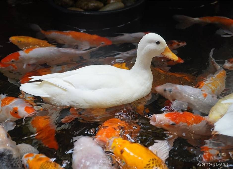 아쿠아플라넷 일산1