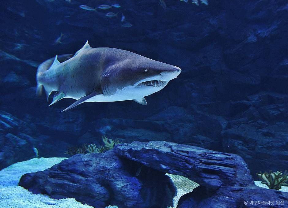 아쿠아플라넷 일산2