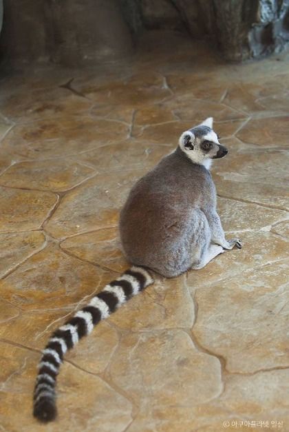 아쿠아플라넷 일산4