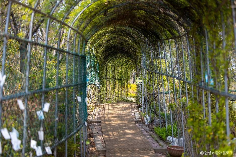 안성_안성 허브마을 (5)