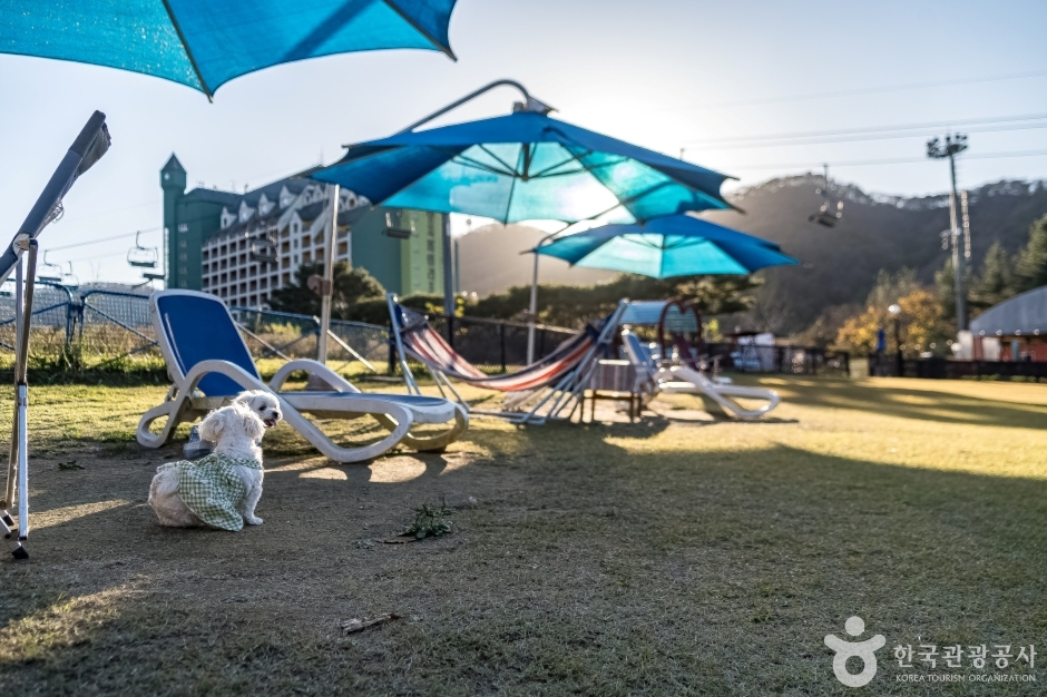 양지 파인펫파크 (8)