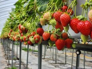 양수리딸기체험농장