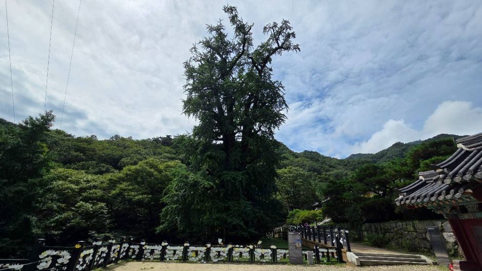 양평_용문사 은행나무 (4) 