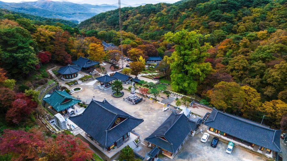양평 용문사 은행나무 (1)