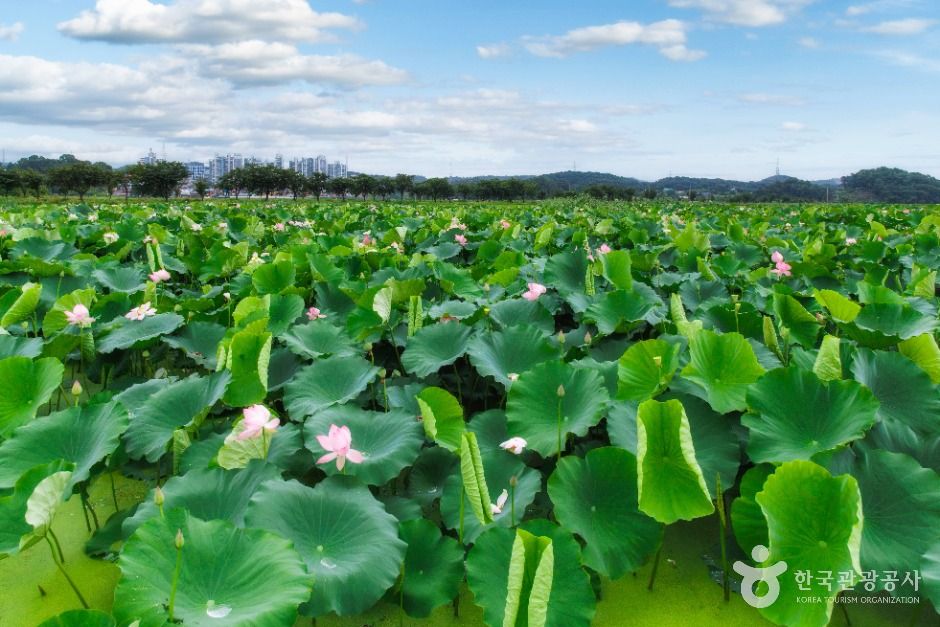 연꽃테마파크