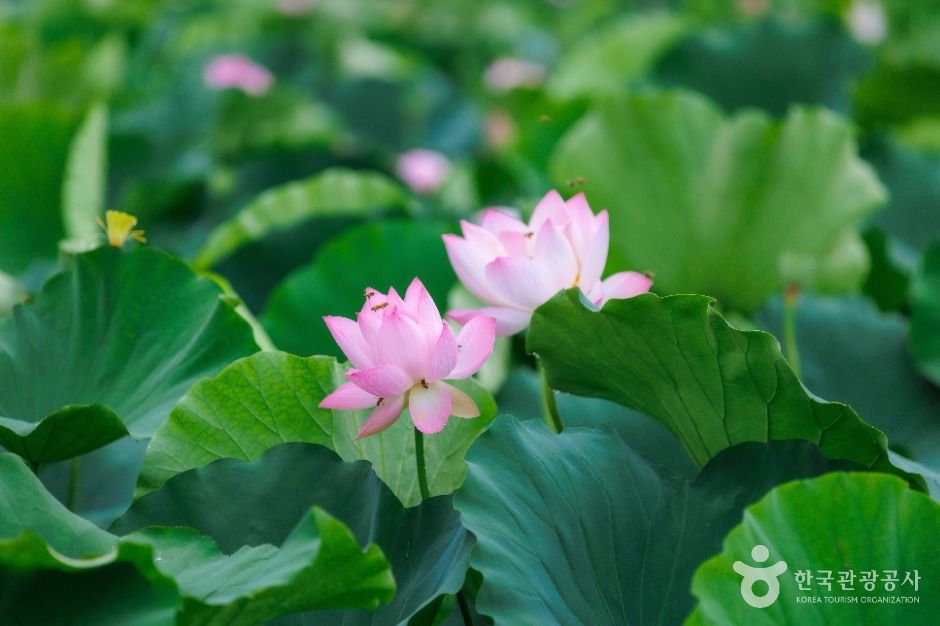 연꽃테마파크