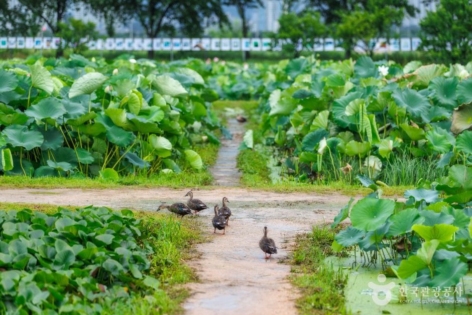 연꽃테마파크