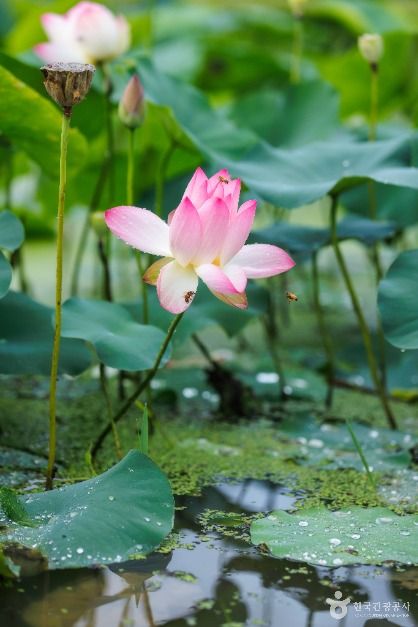 연꽃테마파크