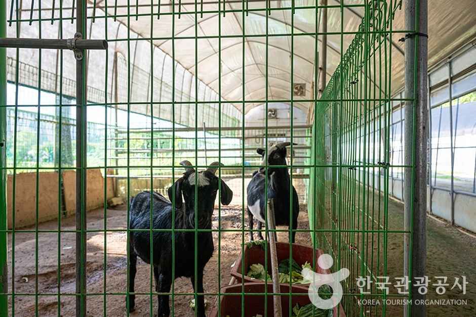 찬우물 체험동물농장