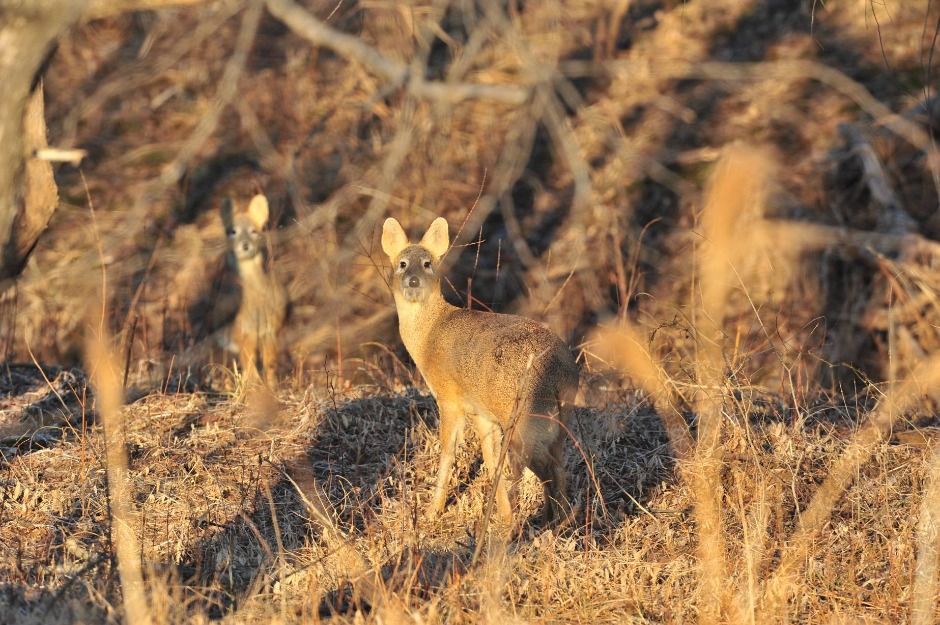 파주_파주 DMZ 생태연구소 (2)