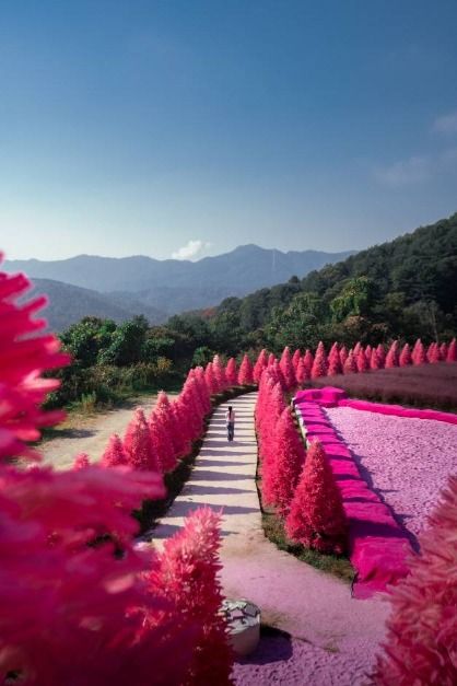 포천_허브아일랜드 (6)