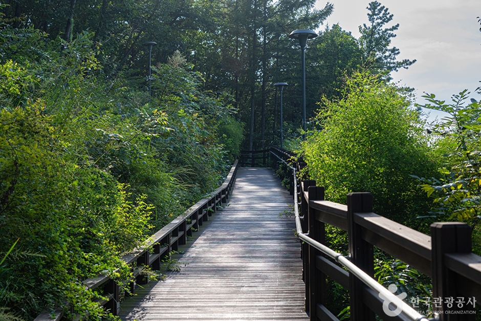 헤이리무장애노을숲길 (9)