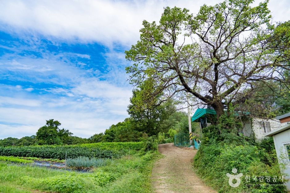 화성가시리마을
