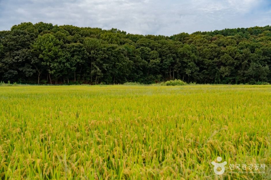 화성_화성가시리마을 (5)