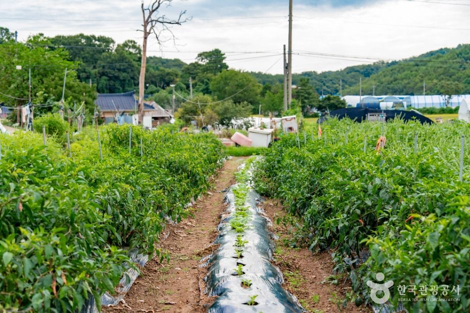 화성_화성가시리마을 (6)