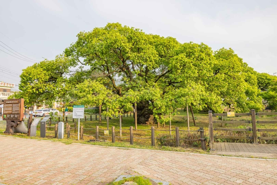 광주_충효동왕버들군 (3)