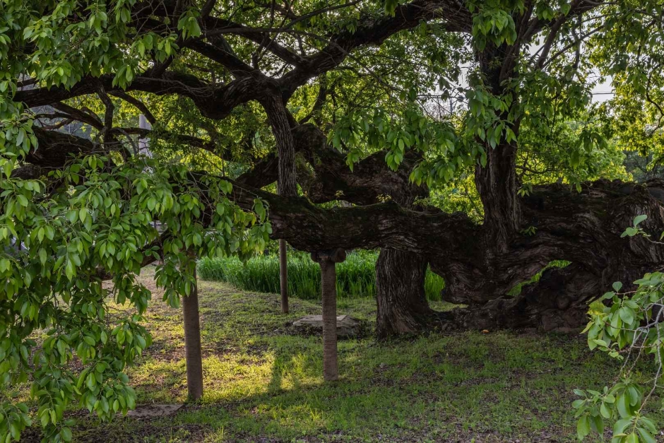 광주_충효동왕버들군 (5)