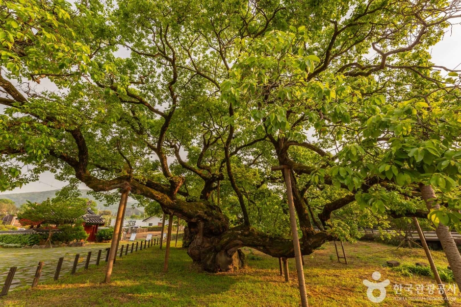 광주_충효동왕버들군 (8)