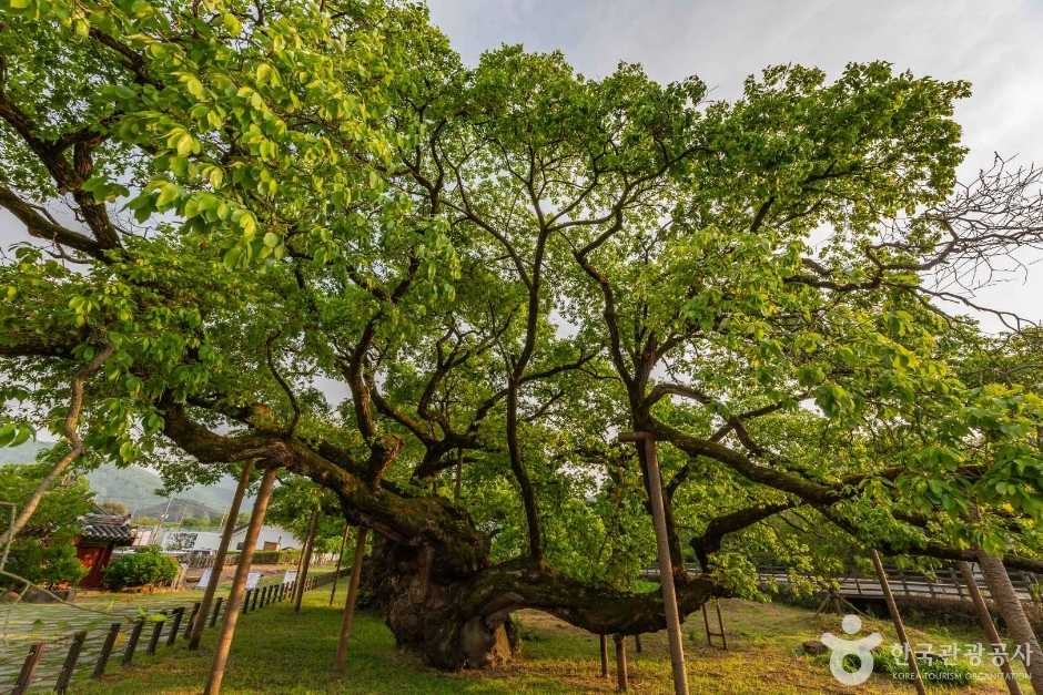 광주_충효동왕버들군 (10)