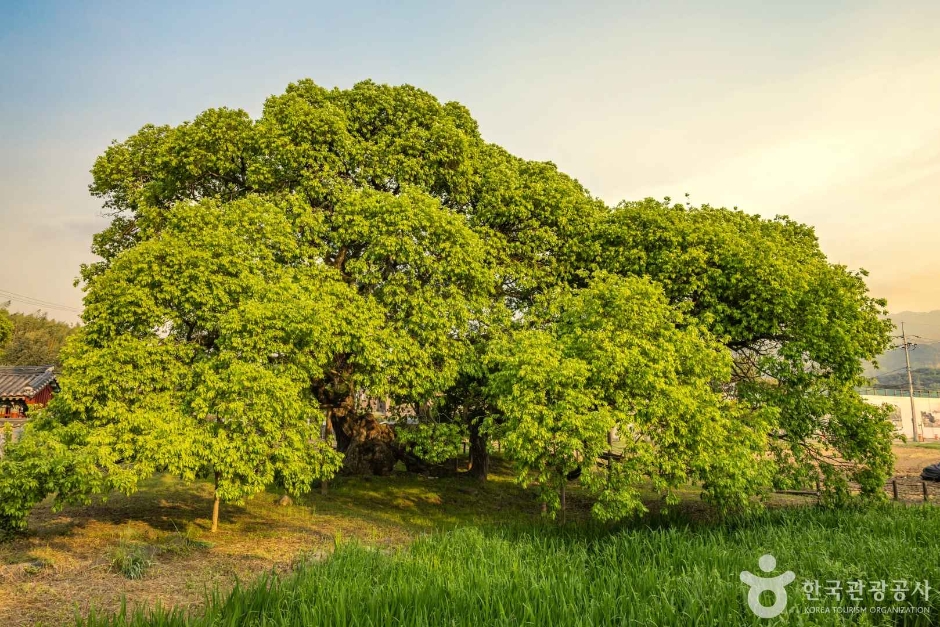 광주_충효동왕버들군 (6)