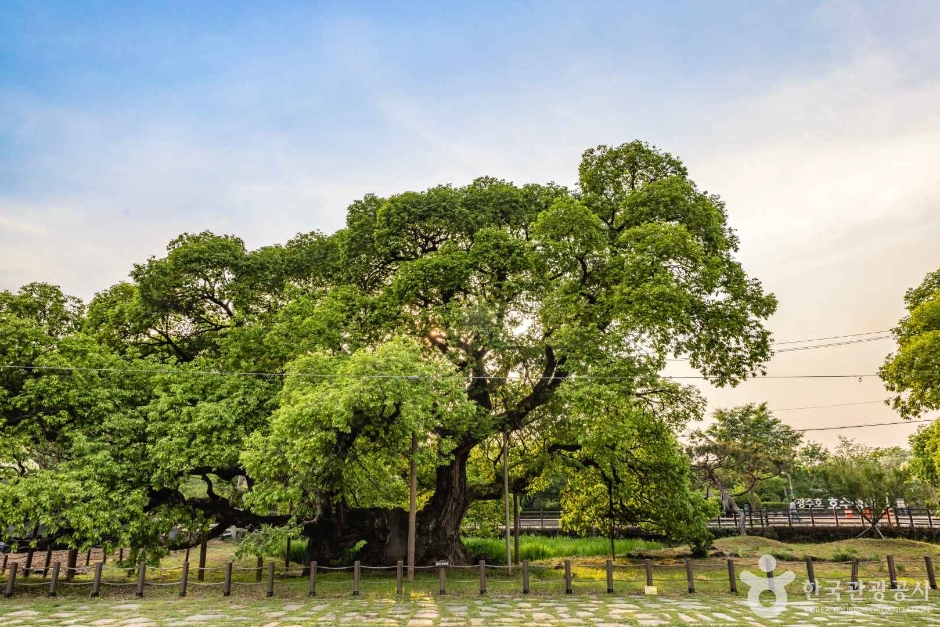 광주_충효동왕버들군 (7)