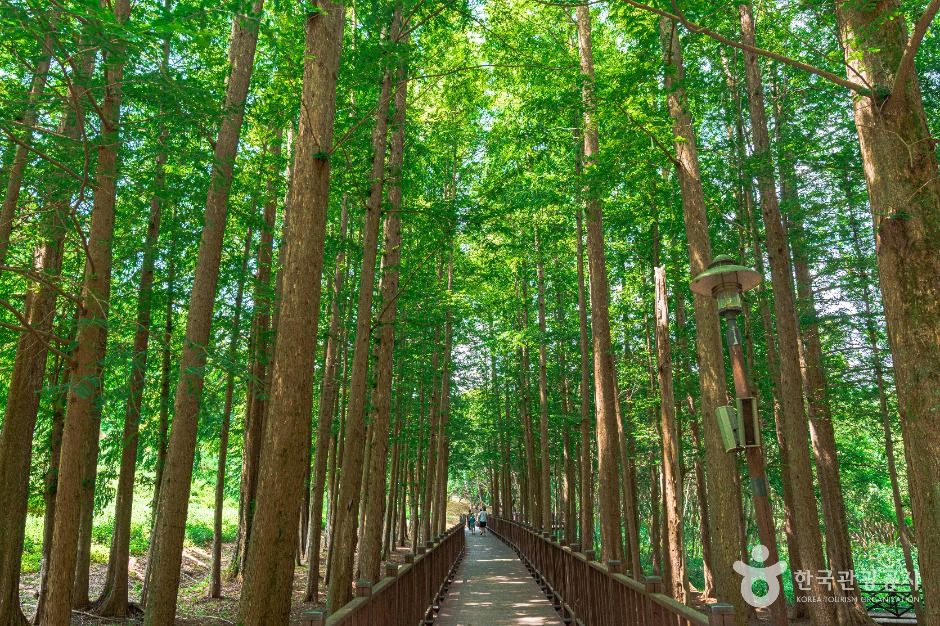 광주_광주호 호수생태원 (5)