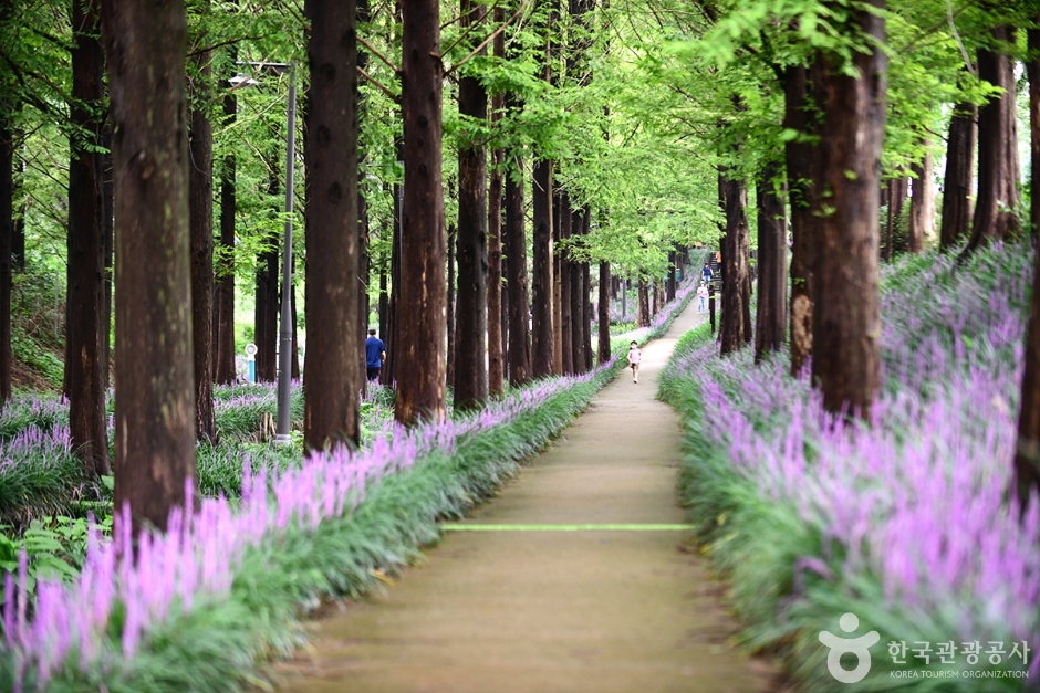 광주_북구_맥문동숲길 (2)