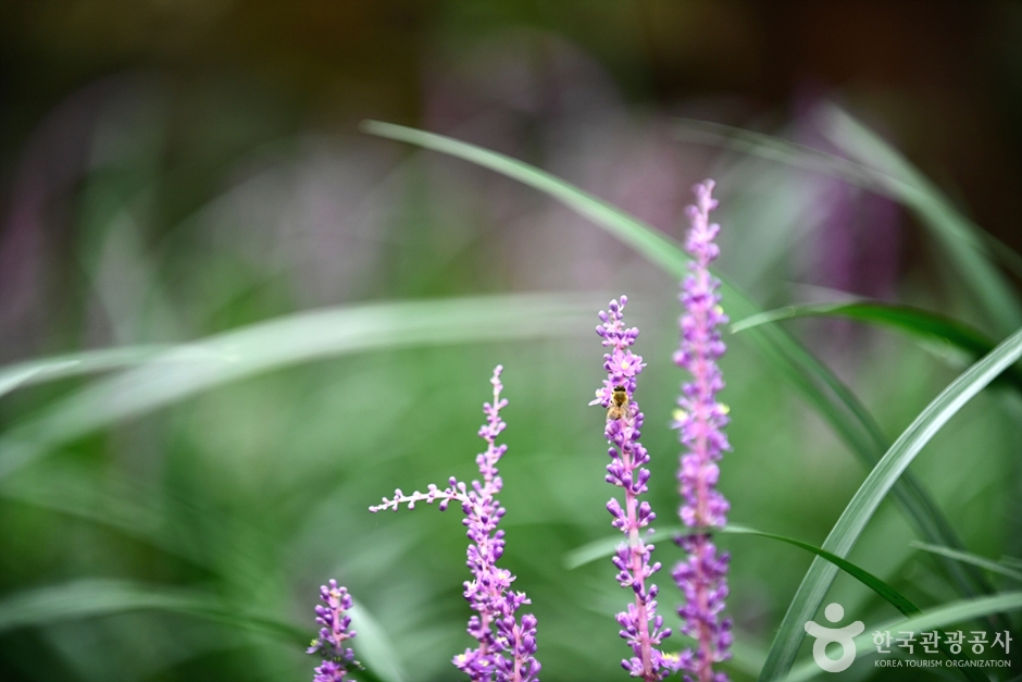 광주_북구_맥문동숲길 (4)