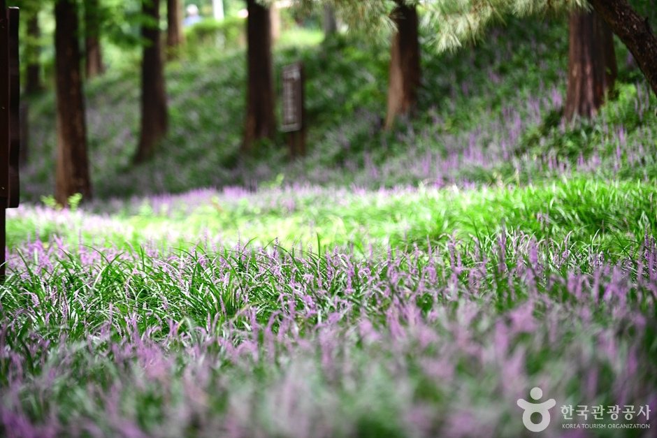 광주_북구_맥문동숲길 (5)