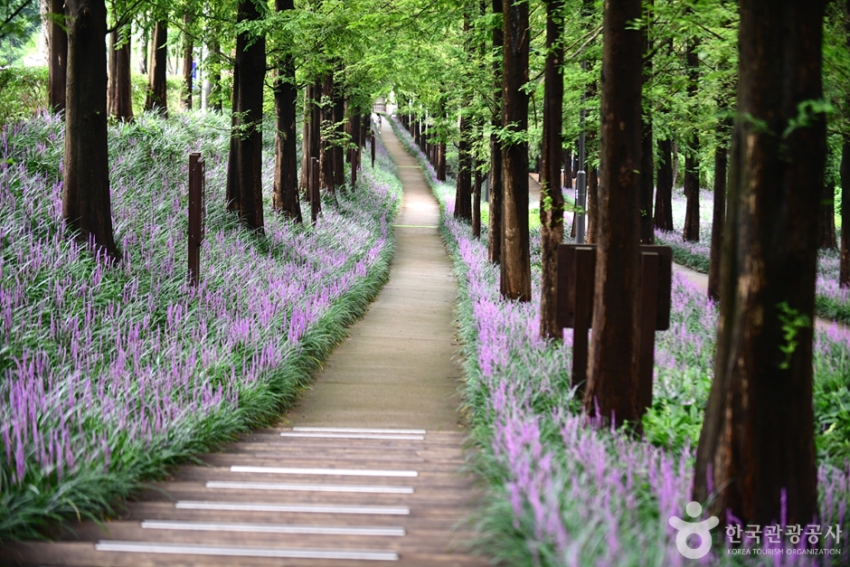 광주_북구_맥문동숲길 (6)