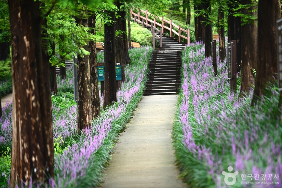 광주_북구_맥문동숲길 (8)