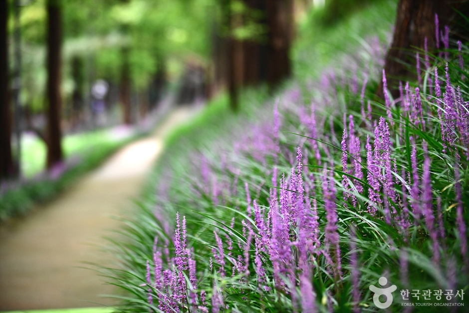 광주_북구_맥문동숲길 (9)