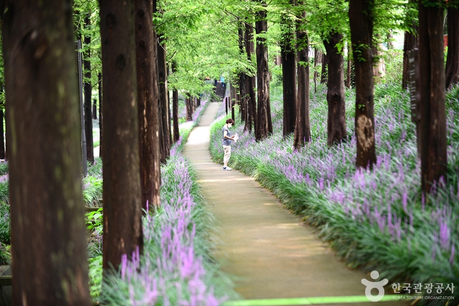 광주_북구_맥문동숲길 (10)