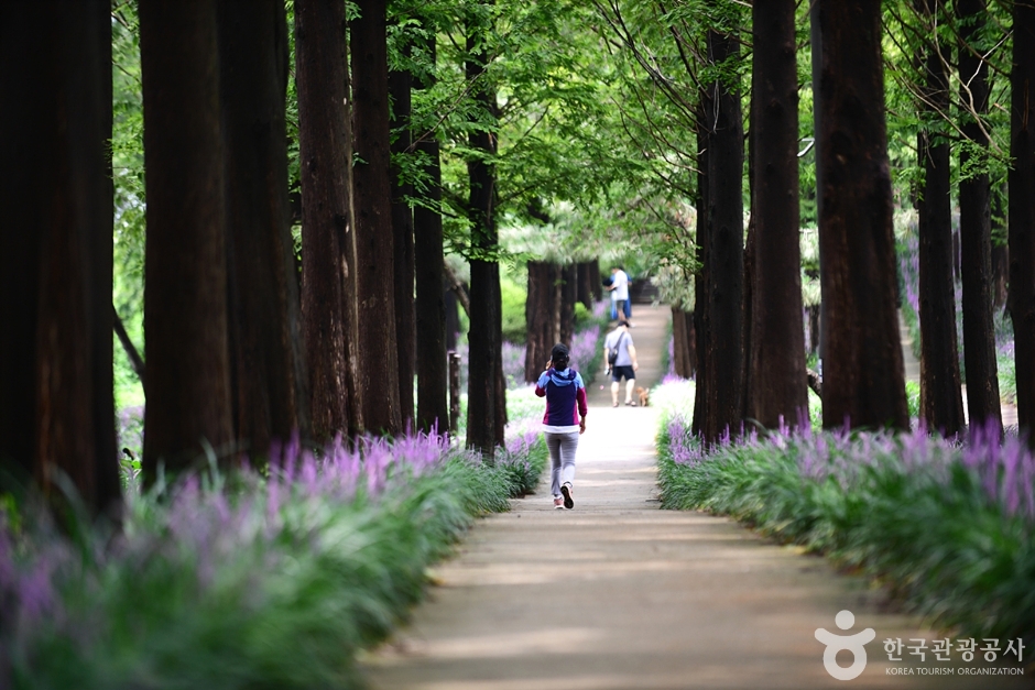광주_북구_맥문동숲길 (11)