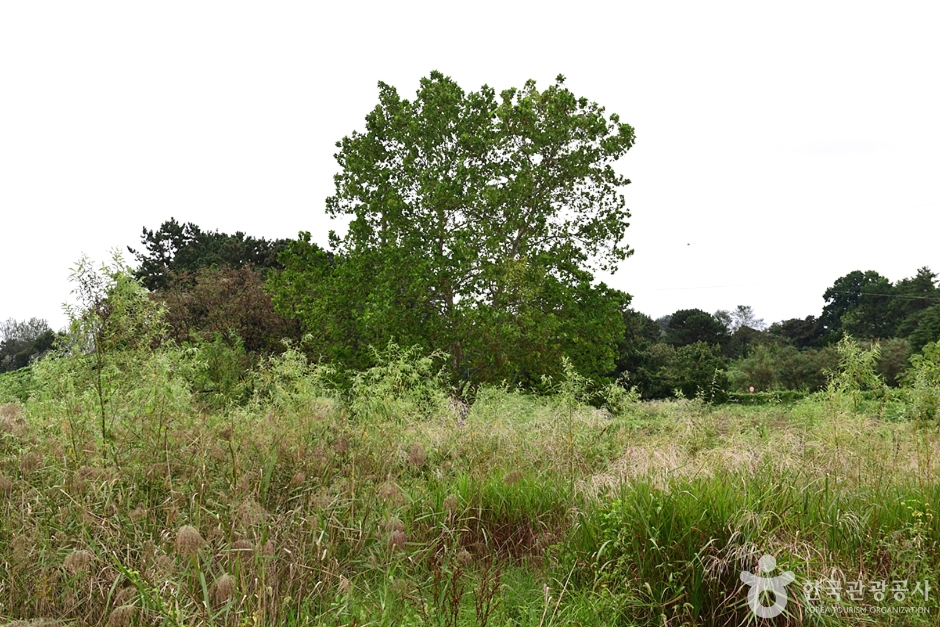 신창동 선사유적지 (5)