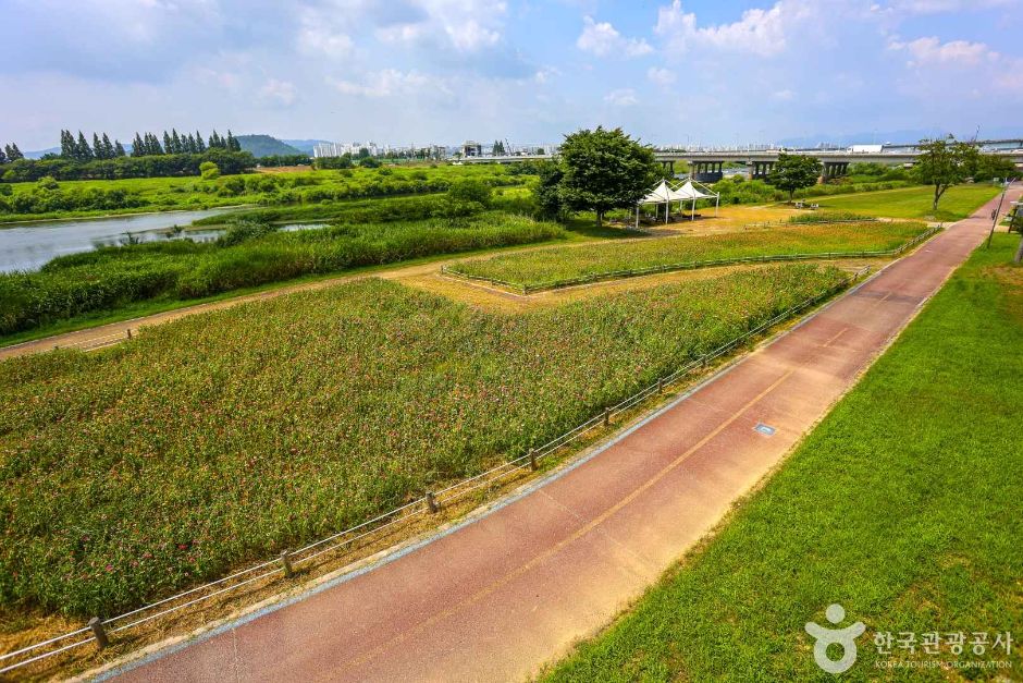 광주_영산강 자전거길 (4)