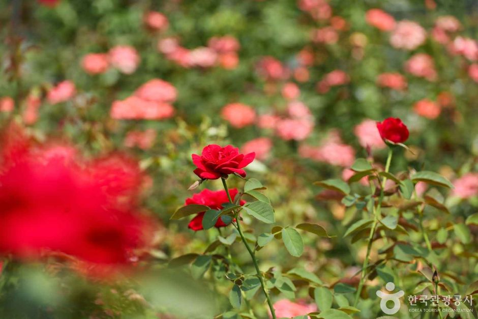 광주_조선대학교 장미원 (6)