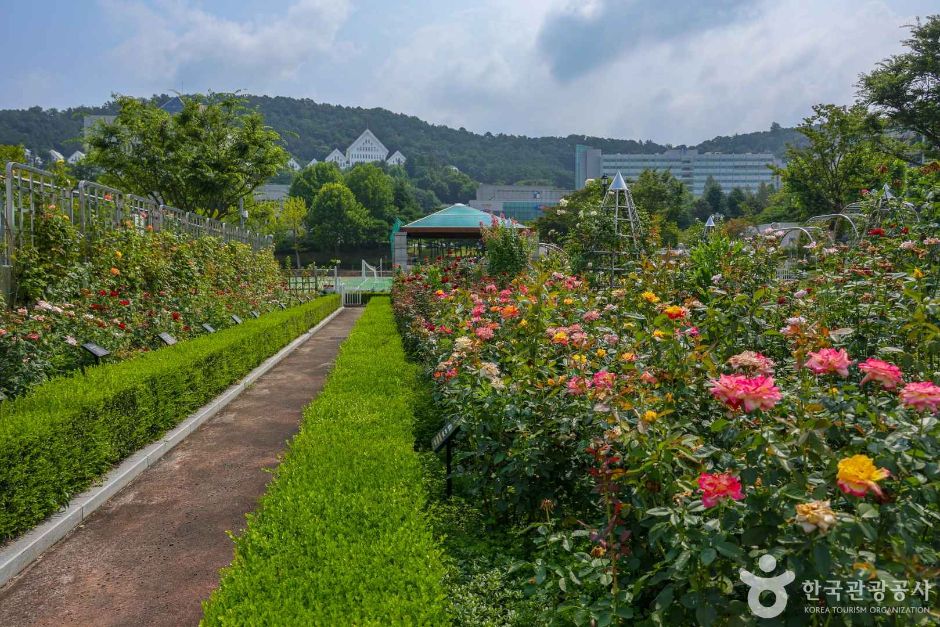 광주_조선대학교 장미원 (8)