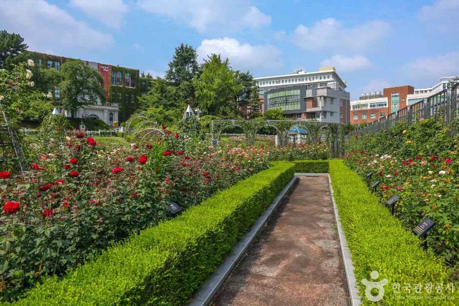 광주_조선대학교 장미원 (9)