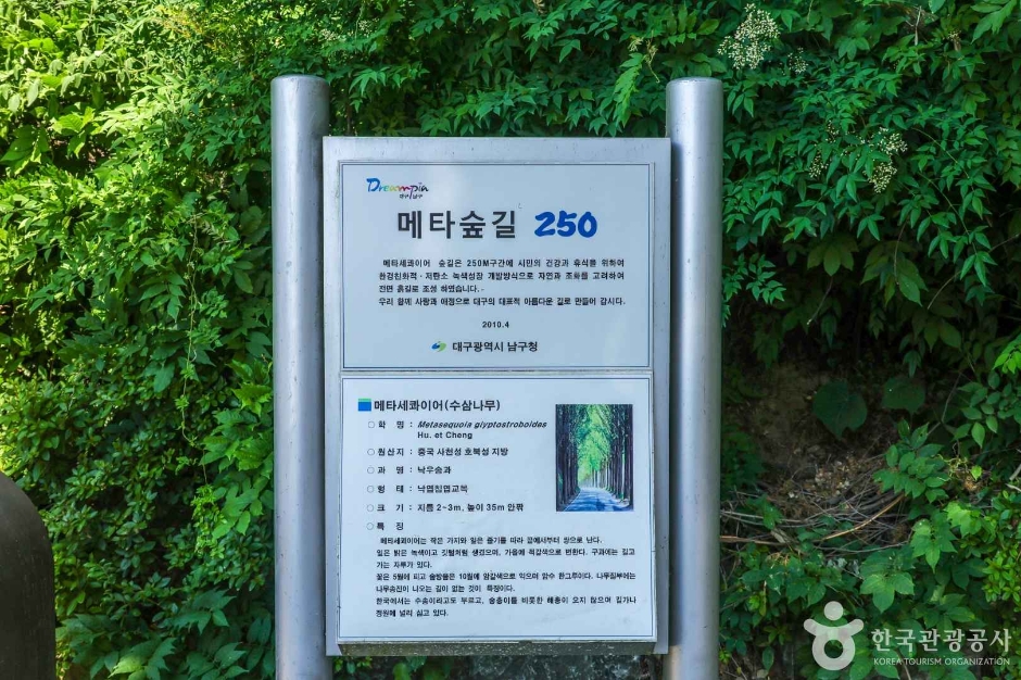 고산골 메타쉐콰이어길 (8)