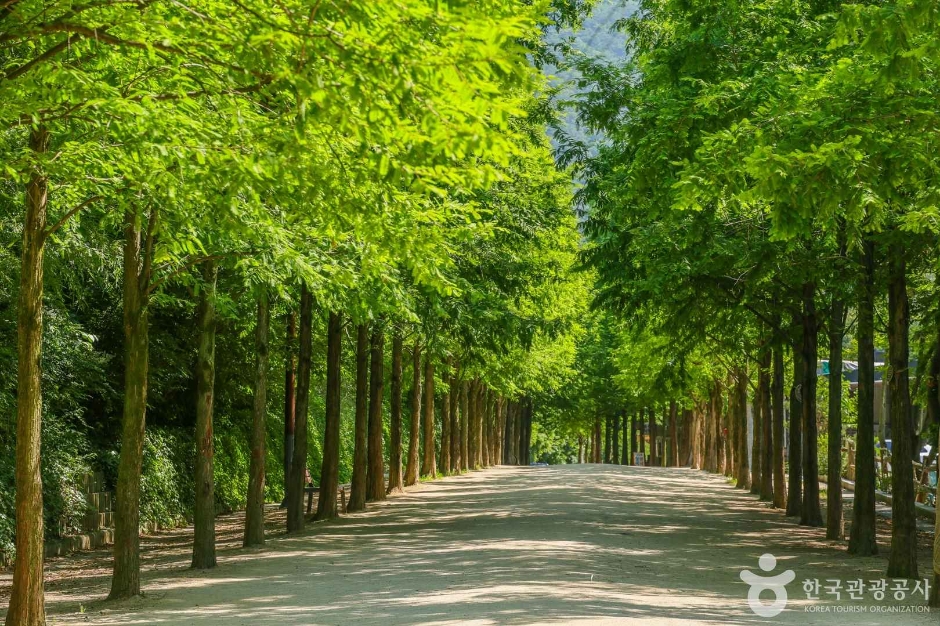 고산골 메타쉐콰이어길 (2)